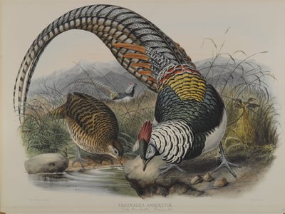 Thaumalea Amherstiae: Lady Amhersts Fazant door John Gould